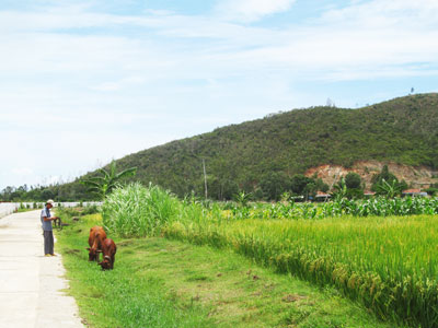 Người dân vẫn còn trồng lúa trên đất trồng rau