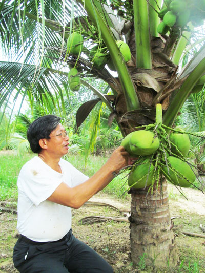 Dừa dứa của ông Trường luôn hút hàng