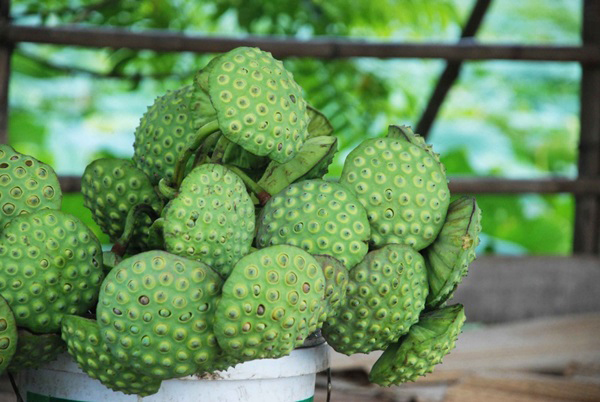 Sen tươi chỉ có một mùa trong năm. Ảnh: kenhphunu.