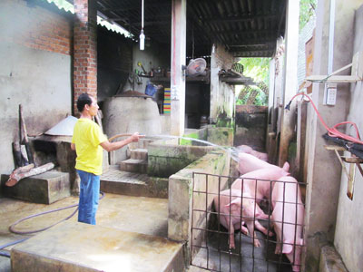 Ninh Hòa: Vẫn chưa có khu giết mổ tập trung