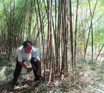 Thu hoạch tầm vông tại xã Diên Phú