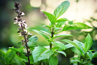 Làm đẹp từ húng quế