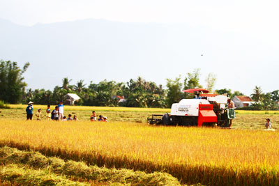 Người dân xã Ninh Phú thu hoạch lúa