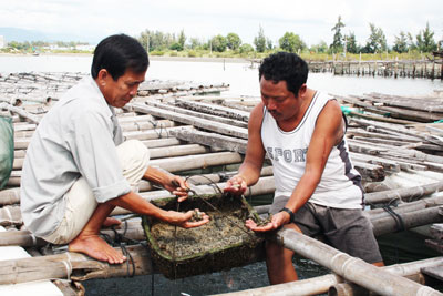 Gia đình ông Nguyễn Văn Thắng (bên phải) bị thiệt hại nặng sau nhiều năm nuôi tu hài