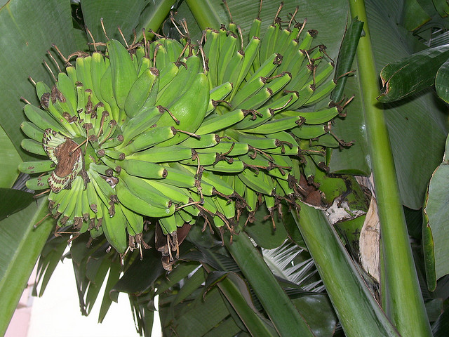 Kinh nghiệm chữa ngộ độc thực phẩm