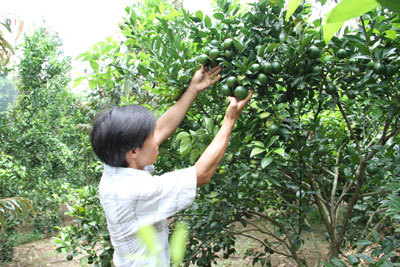 Cây quýt đường cho hiệu quả kinh tế cao