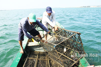 Ngư dân thu bóng mực