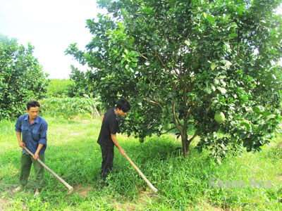 Công nhân đang làm cỏ tại vườn bưởi