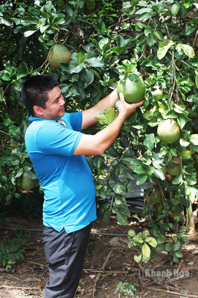 Bưởi da xanh ở Khánh Vĩnh cho trái to, chất lượng tốt