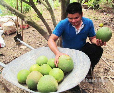 Thu hoạch bưởi da xanh