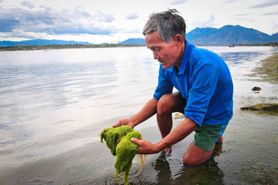 Rong mền phát triển mạnh, khiến việc trồng rong sụn của nhà ông Nhành lao đao