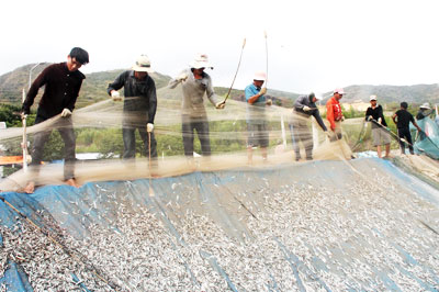 Ngư dân Hòn Rớ, Nha Trang đang phấn khởi đưa cá cơm lên bờ