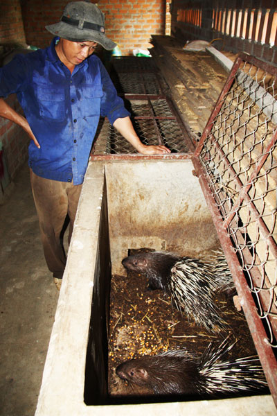 Nghề nuôi nhím: Người dân không còn mặn mà