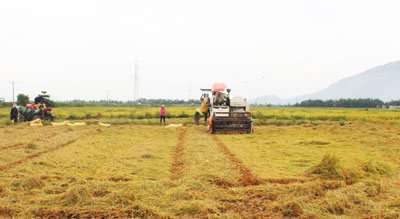 Thu hoạch lúa đổ ngã khó khăn hơn và chi phí tăng gấp đôi