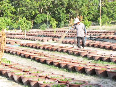 Trời nắng hạn, người trồng cúc đang phải vất vả lo nguồn nước tưới