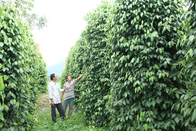 Diện tích hồ tiêu ở Khánh Sơn đang tăng nhanh