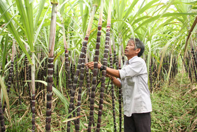 Mía tím - cây trồng cho thu nhập cao ở xã Sơn Hiệp