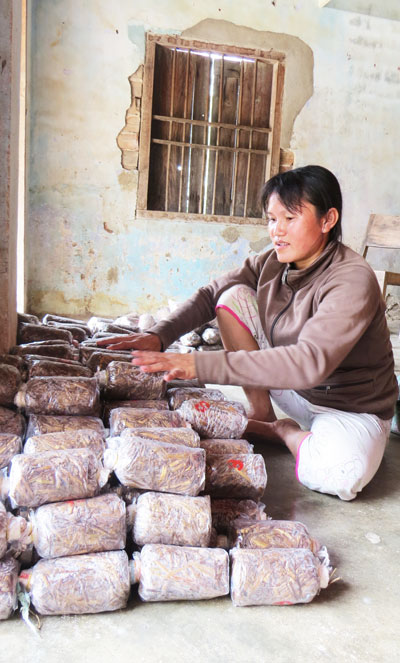 Một hộ gia đình trồng nấm ở xã Ninh Thượng, thị xã Ninh Hòa