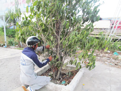 Ninh Hòa: Từng bước thay thế cây viết do bị sâu bệnh