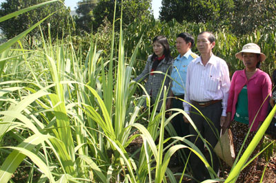 Đại diện nhóm giúp đỡ xã Sơn Hiệp, do Ủy ban Kiểm tra Tỉnh ủy làm trưởng nhóm đi kiểm tra mô hình sản xuất mía tím do nhóm hỗ trợ