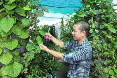 Hội thảo nhân rộng mô hình "Trồng rau thủy canh hồi lưu theo công nghệ vườn treo"