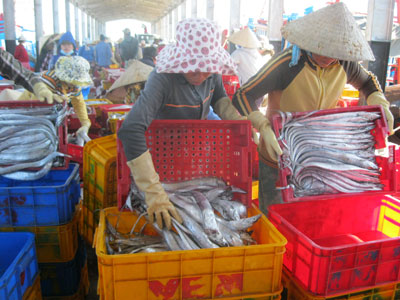 Thu mua cá hố tại Cảng cá Vĩnh Lương