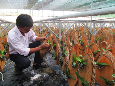 Trung tâm Nông nghiệp công nghệ cao: Khảo nghiệm 7 giống lúa mới