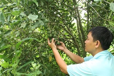 Chưa vội phát triển cây mắc ca