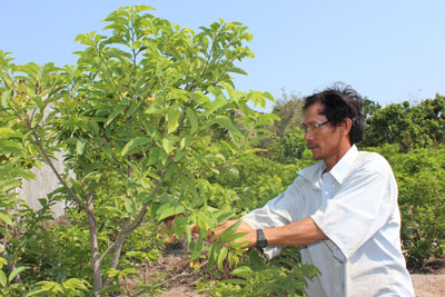 Nhờ nguồn vốn vay từ Ngân hàng Chính sách xã hội, gia đình ông Thái Lập Tư đầu tư trồng cây ăn quả, vươn lên thoát nghèo