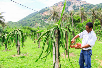 Cây thanh long mang lại hiệu quả kinh tế cao cho gia đình anh Sơn
