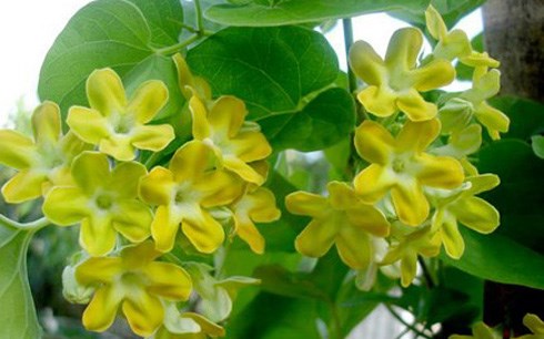 Hoa thiên lý chữa mất ngủ, bớt đi tiểu đêm