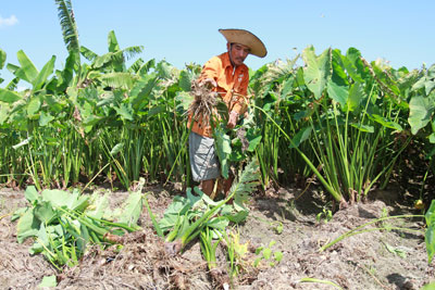 Ông Nguyễn Thành Sơn đang thu hoạch khoai sáp