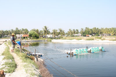 Bấp bênh nghề nuôi cá chẽm