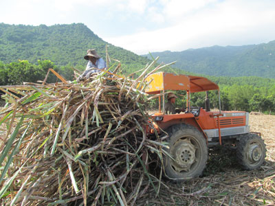 Người dân thu hoạch mía