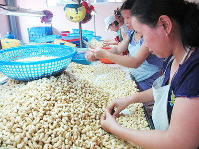 Xuất khẩu điều năm 2015 có thể đạt trên 300.000 tấn