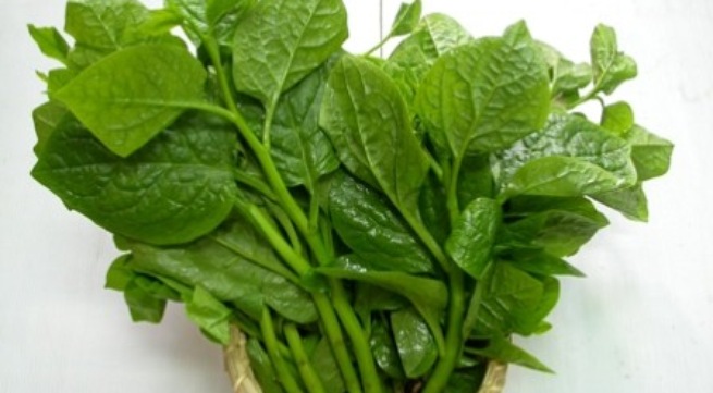 Rau mồng tơi - Vị thuốc thanh nhiệt