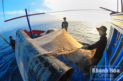Theo tàu đánh bắt cá cơm