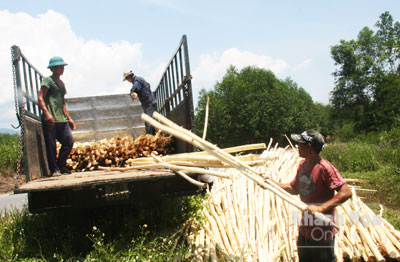 Cây keo chưa đến tuổi đã khai thác