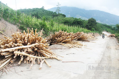 Dọc hai bên đường liên xã Khánh Nam - Cầu Bà có nhiều đống keo non vừa mới khai thác