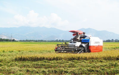 Thu hoạch lúa giống tại Hợp tác xã Nông nghiệp Suối Hiệp 1