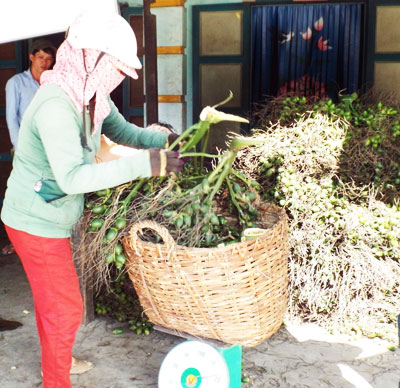 Một điểm thu mua cau non ở xã Diên Thạnh