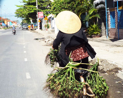 Người dân đem cau non đi bán