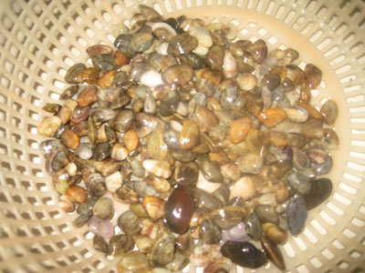 Mằn mặn vị biển