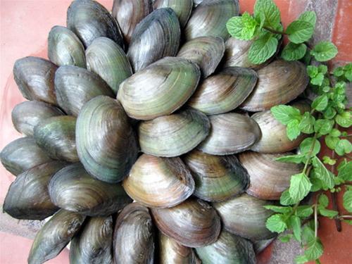 Chọn mua trai tươi ngon, vỏ không bị sứt sát, dập, vỡ, nát đề phòng ngộ độc.