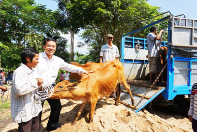 Đại diện Vietcombank Chi nhánh Khánh Hòa (thứ 2 từ trái sang) trao bò cho người dân