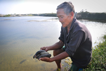 Hải sâm của gia đình ông Nguyễn Nhành đang trong giai đoạn phát triển
