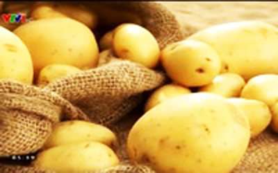 Nhà máy chạy bằng năng lượng từ khoai tây