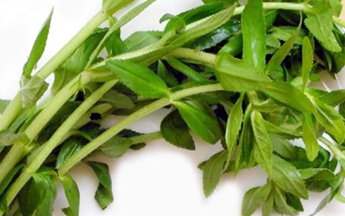 Rau ngổ trị bệnh rất tốt