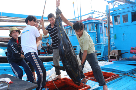 Một tàu đánh bắt cá ngừ đại dương ở xã Phước Đồng vừa trở về với sản lượng cao