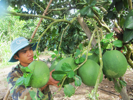 Phát triển bưởi da xanh tại xã Khánh Trung